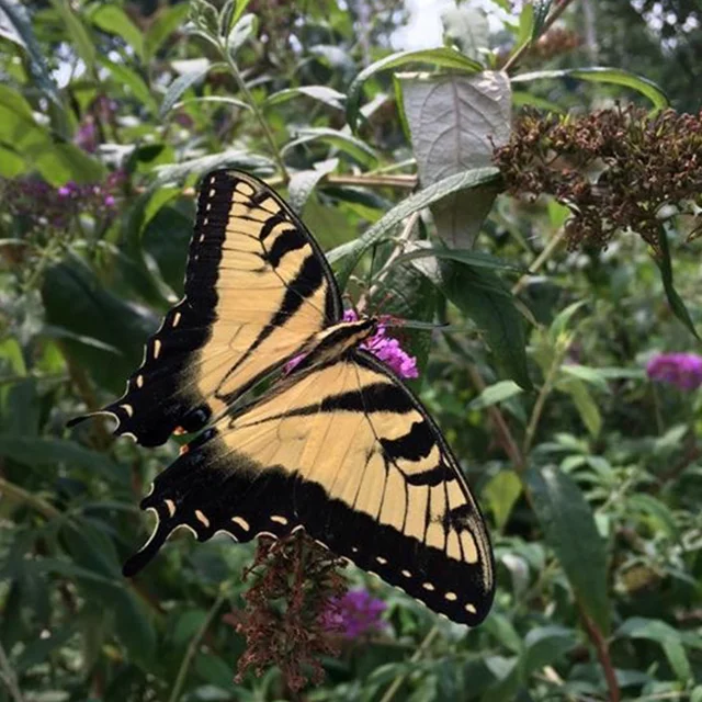 A yellow and black butterfly visiting flowers in Highland's garden