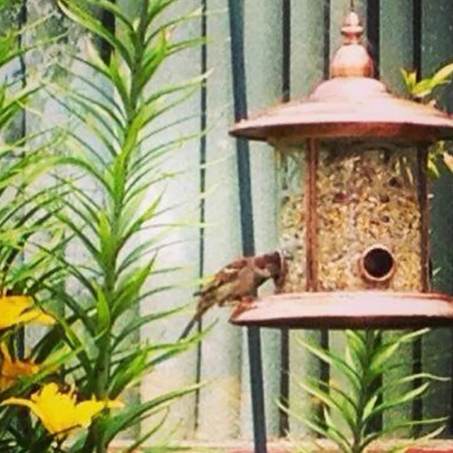 A bird feeder surrounded by garden plants at Highland