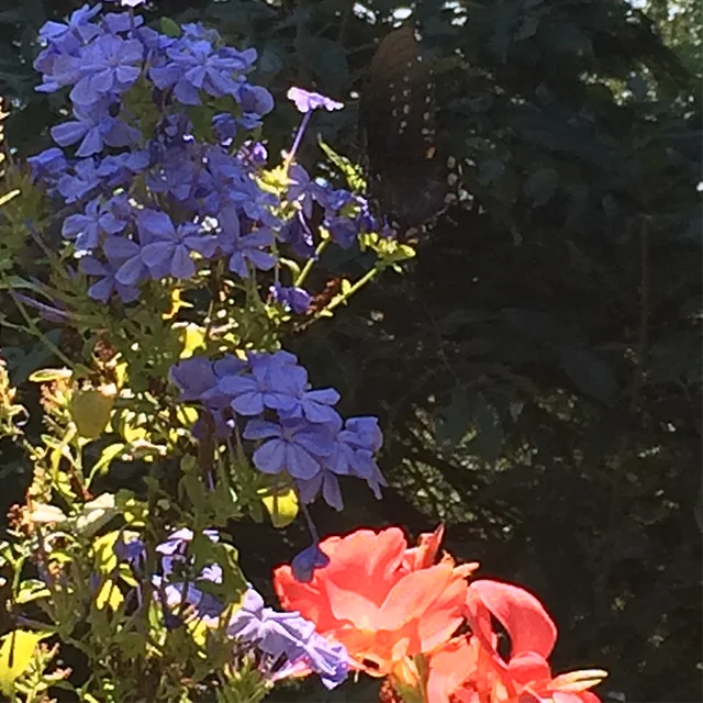 Blue flowers and a red bloom in Highland's garden