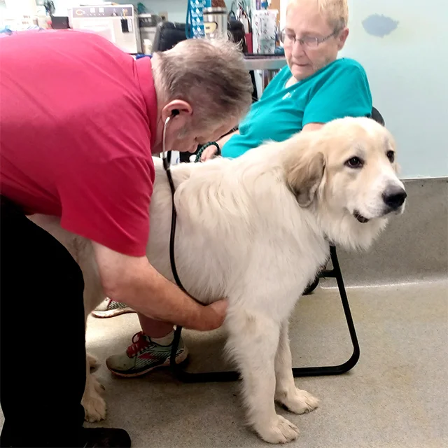 Dr. Gormley and a Highland team member caring for a golden retriever