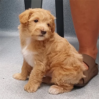 A young golden puppy visiting Highland's examination room