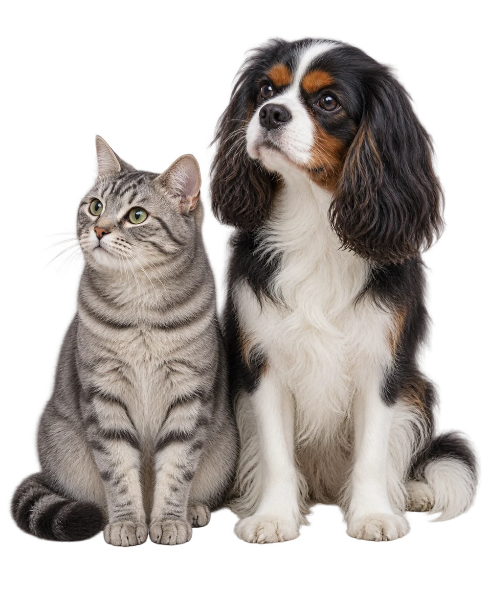 A spaniel and a gray tabby cat sitting together
