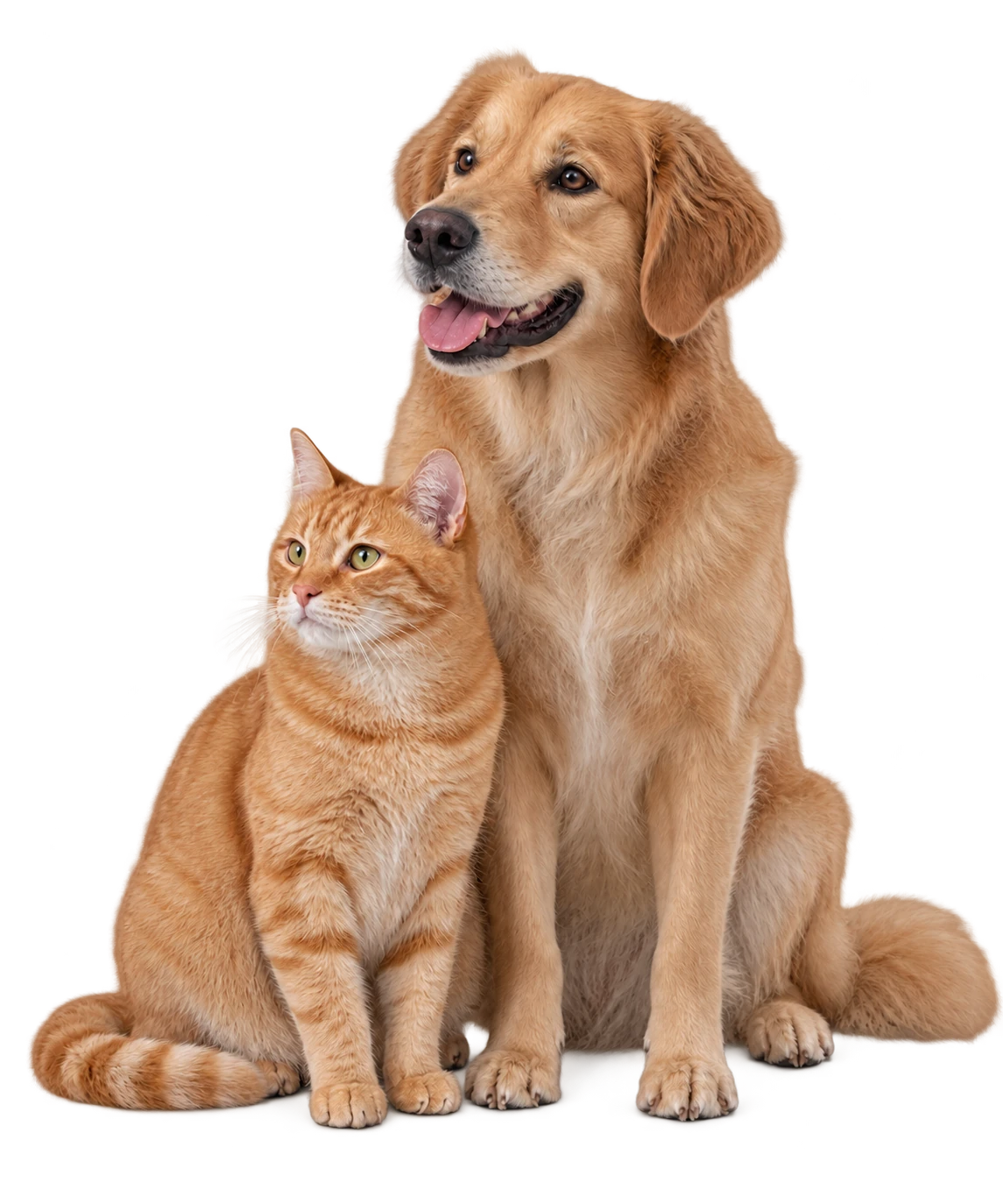 A golden dog and orange tabby cat sitting together