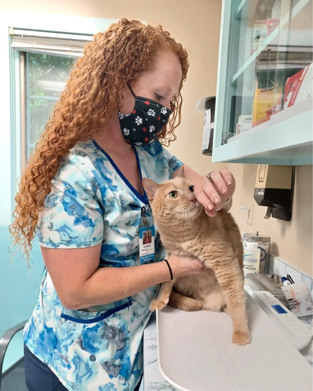 A Highland registered veterinary nurse comforting an orange tabby cat