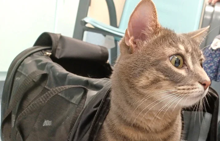 An alert tabby cat beside a carrier in Highland’s patient photography.