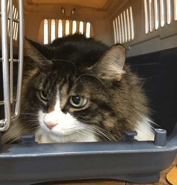 A long-haired tabby-and-white cat looking out of a carrier in Highland’s photo collection.