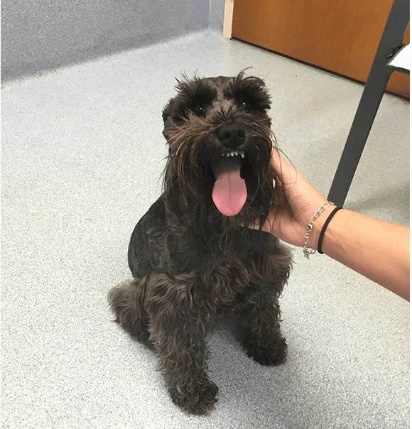 A happy black terrier receiving a gentle touch at Highland.