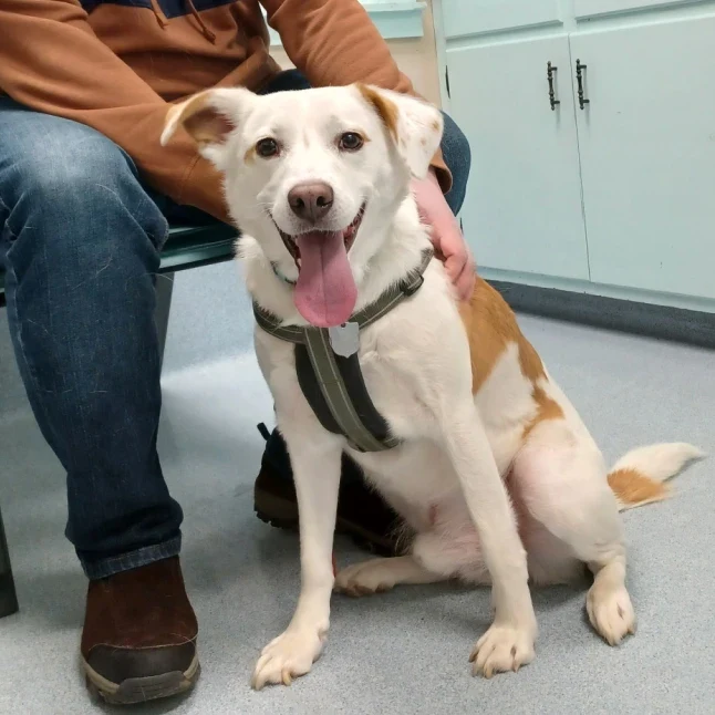 A happy white-and-tan dog beside a caregiver in a Highland exam room.