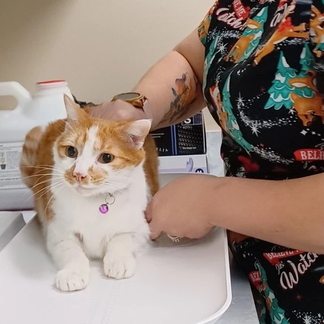 A Highland team member gently supporting an orange-and-white cat during a visit.