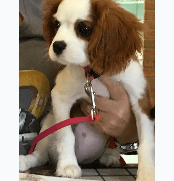 A young spaniel sitting on the examination table at Highland.