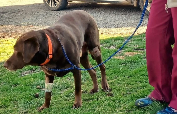 A chocolate-colored dog explores the grass on a leash beside a caregiver.