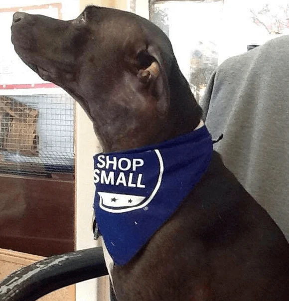 A black dog wearing a blue bandana looks toward the daylight in Highland’s patient photography.