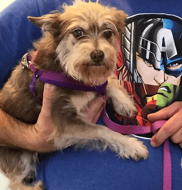 A small tan terrier resting in a caregiver's arms.