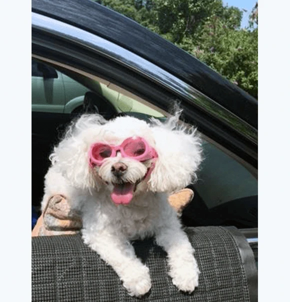 A white poodle wearing pink goggles while being held beside a car window.