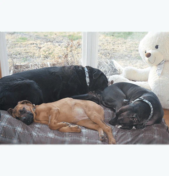 Three dogs resting together on a cushion beside a window.