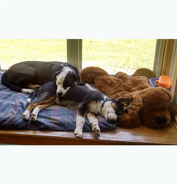 Two black-and-white dogs resting with a teddy bear at a Highland clinic window.
