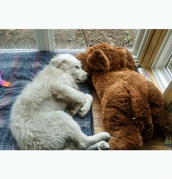 A white dog resting beside a teddy bear at a Highland clinic window.