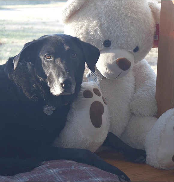 A black Labrador resting beside a large teddy bear near a window.