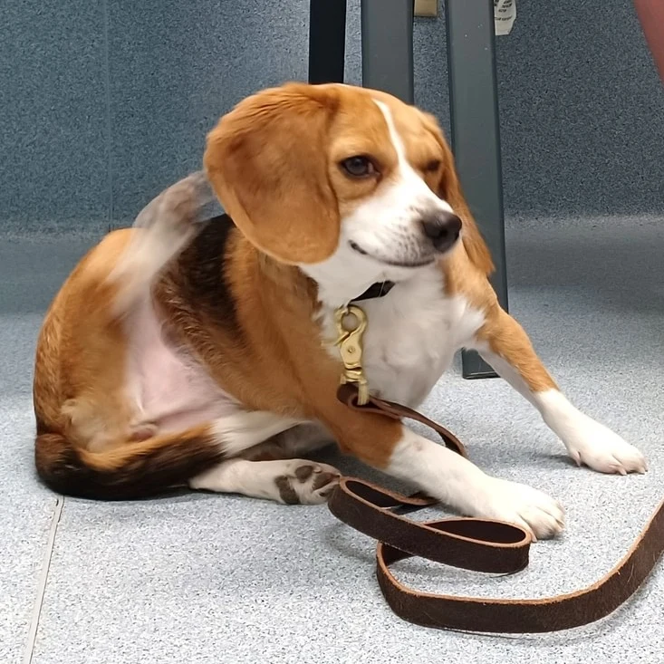 A beagle resting comfortably during a visit at Highland Veterinary Clinic.