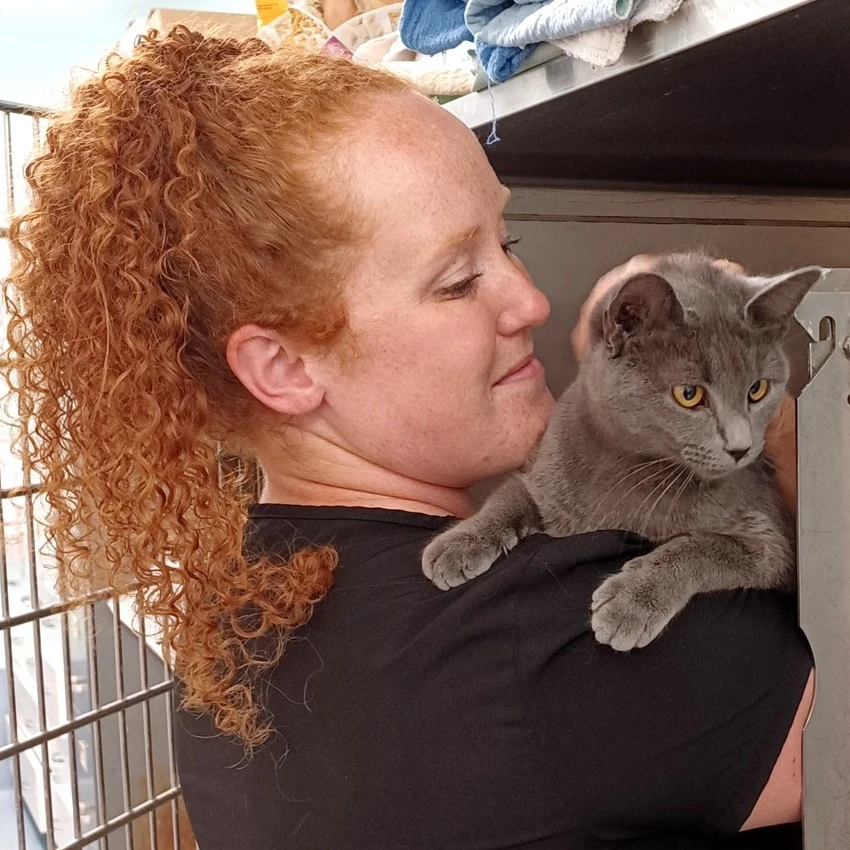 A Highland team member gently holding a gray cat.