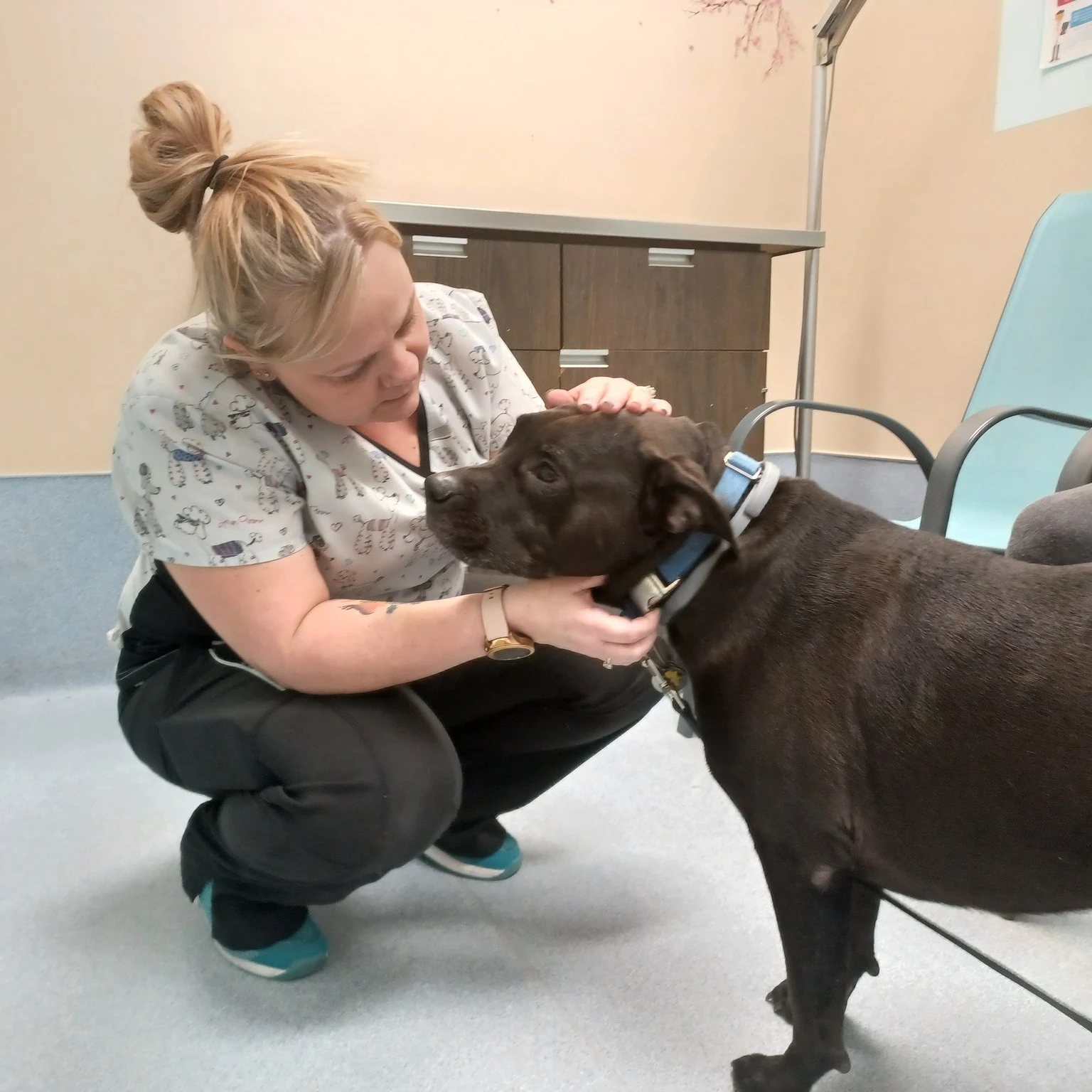 A Highland team member kneeling beside a black dog and gently reassuring the patient.