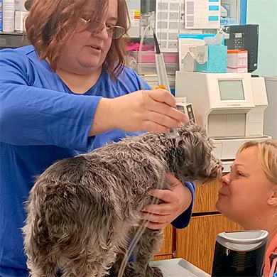 A Highland team member providing cold-laser care while a family member reassures their dog.