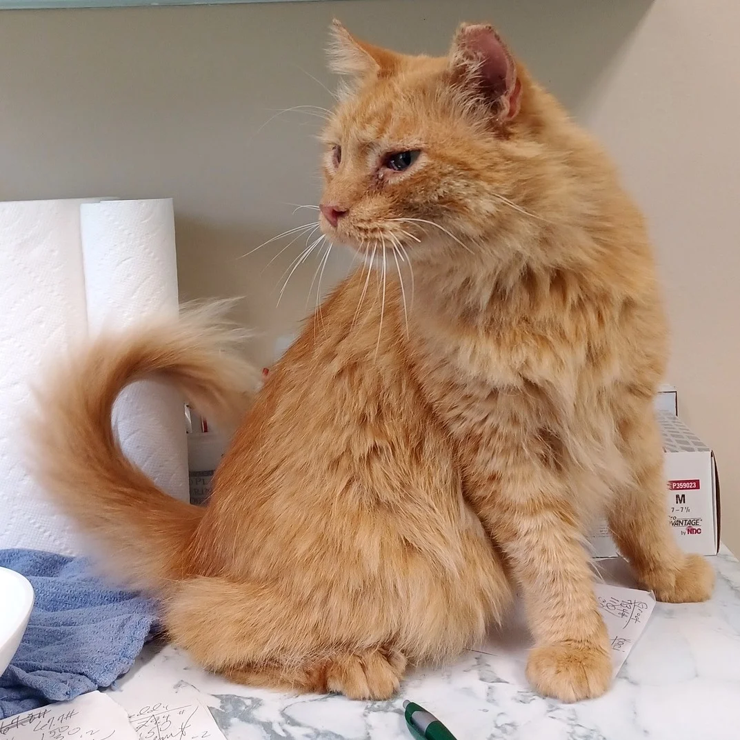 An orange Highland cat patient sitting attentively on the exam table.