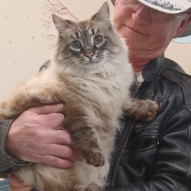 A person gently holding a longhaired cat in Highland's clinic photo collection.