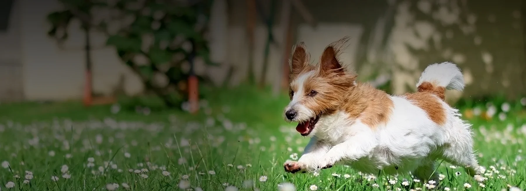 A small white and tan dog running across green grass in the sunshine.