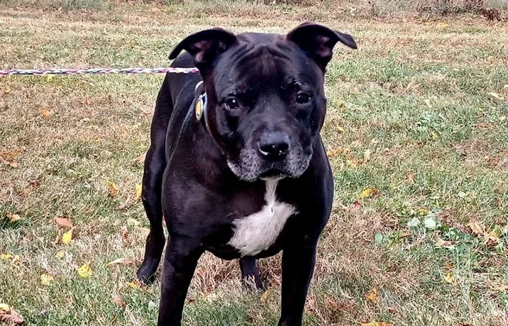 A black dog looking attentively across a grassy yard.