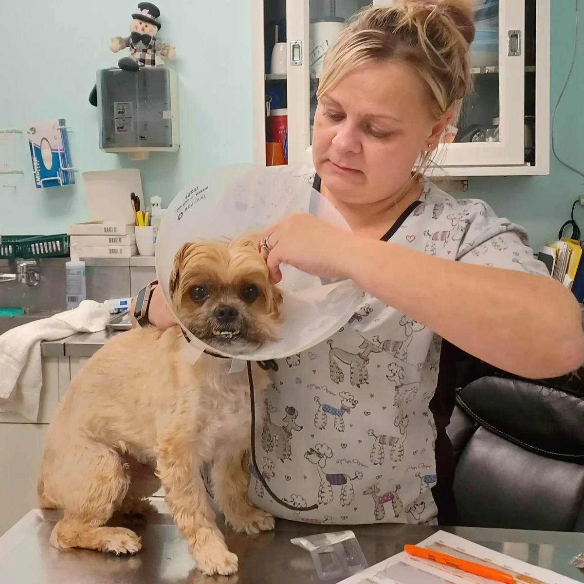 Crystal from the Highland team carefully caring for a small dog in the clinic.