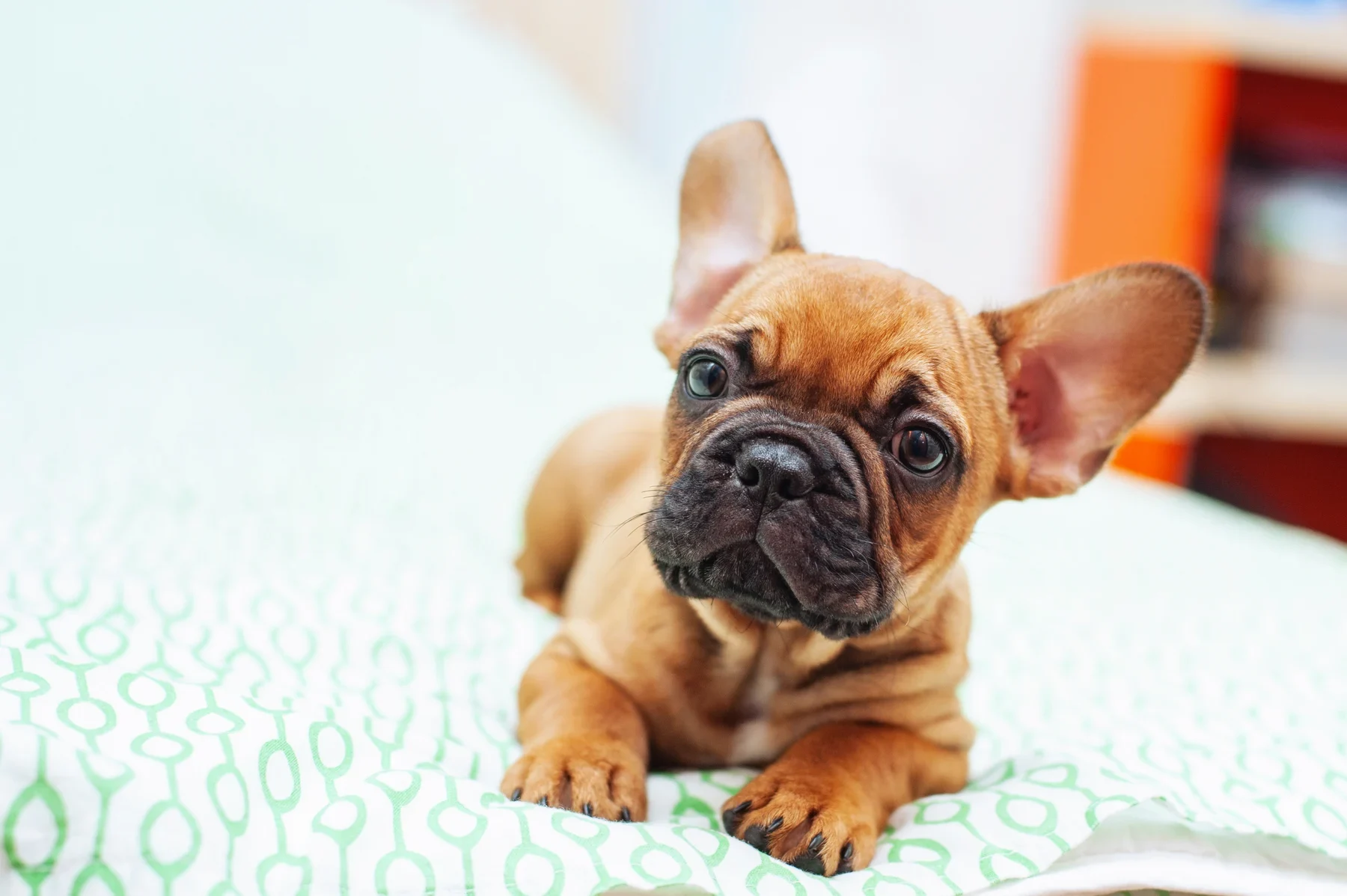 An attentive French bulldog puppy resting on a softly patterned examination table.